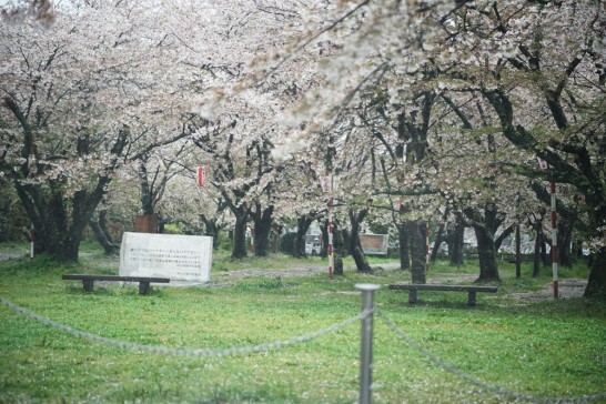 桜　丸山公園　雨
